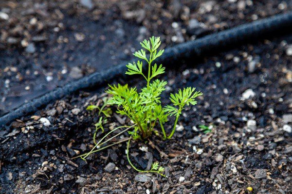 Irrigation Drip System