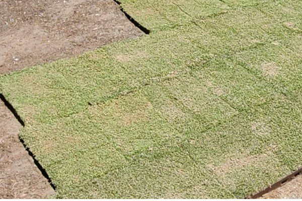 Installing sod grass